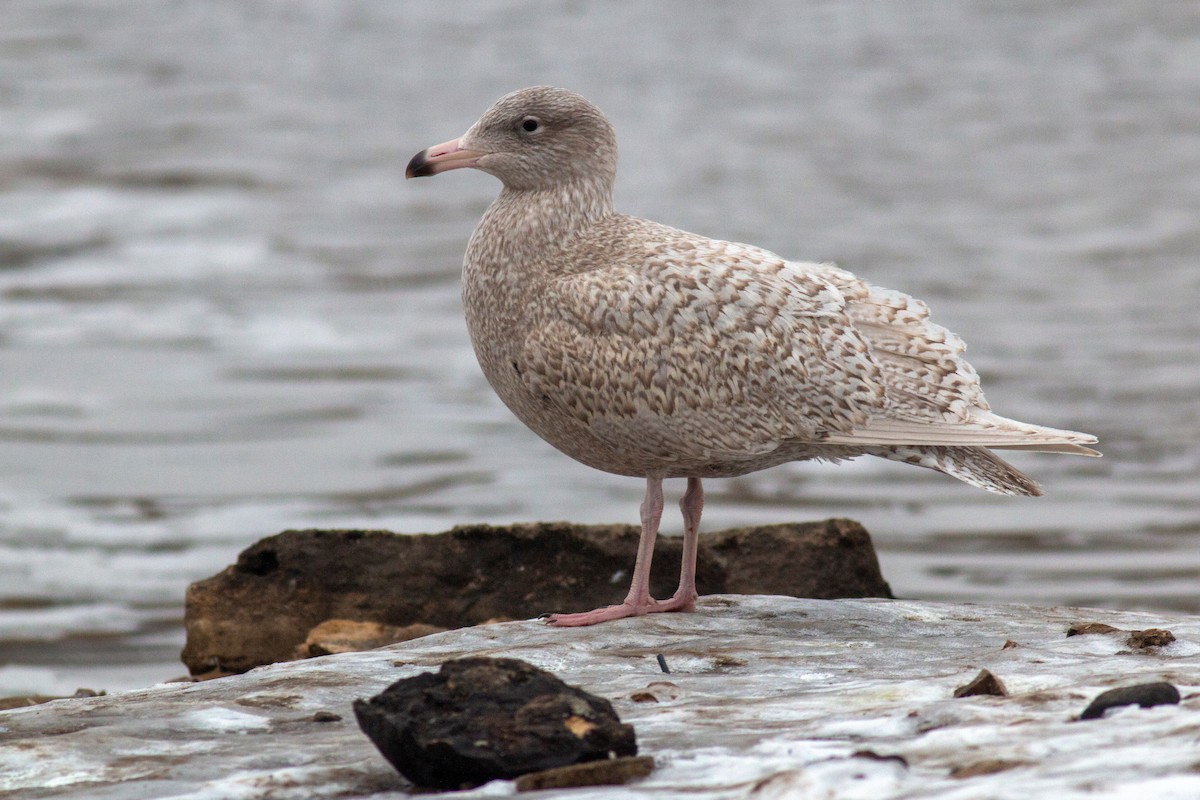 Glaucous Gull - Stanislav Cherepushkin