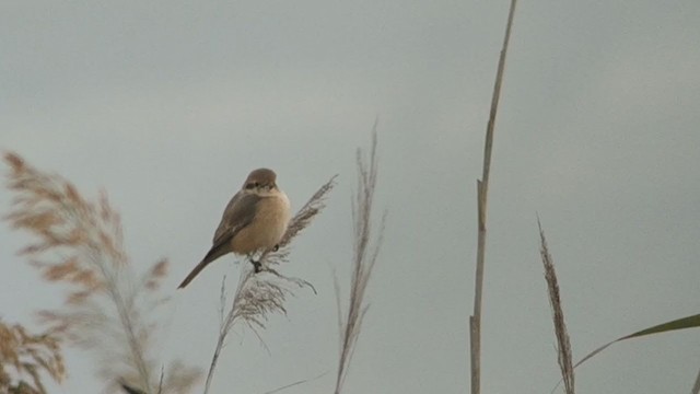 Isabelline Shrike (Daurian) - ML294067151