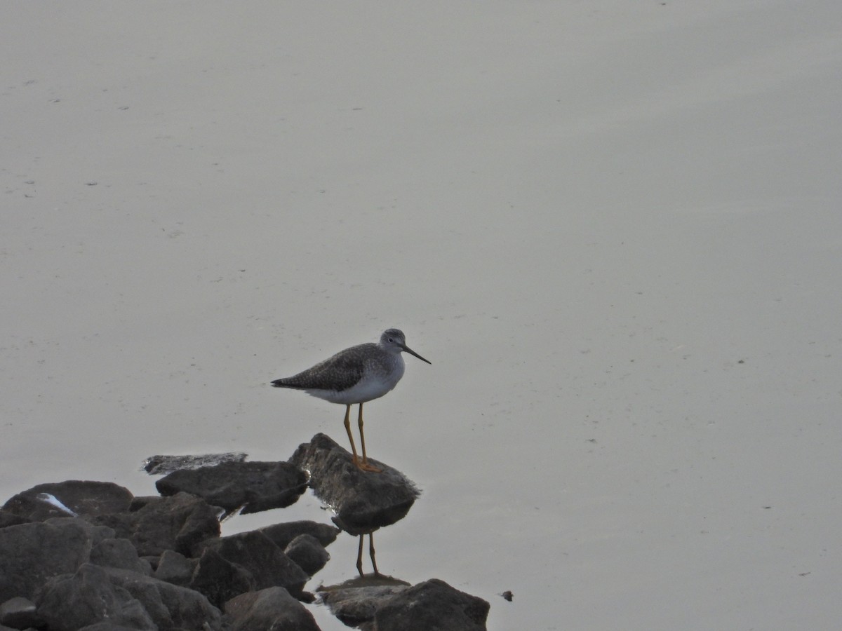 Greater Yellowlegs - ML294068071