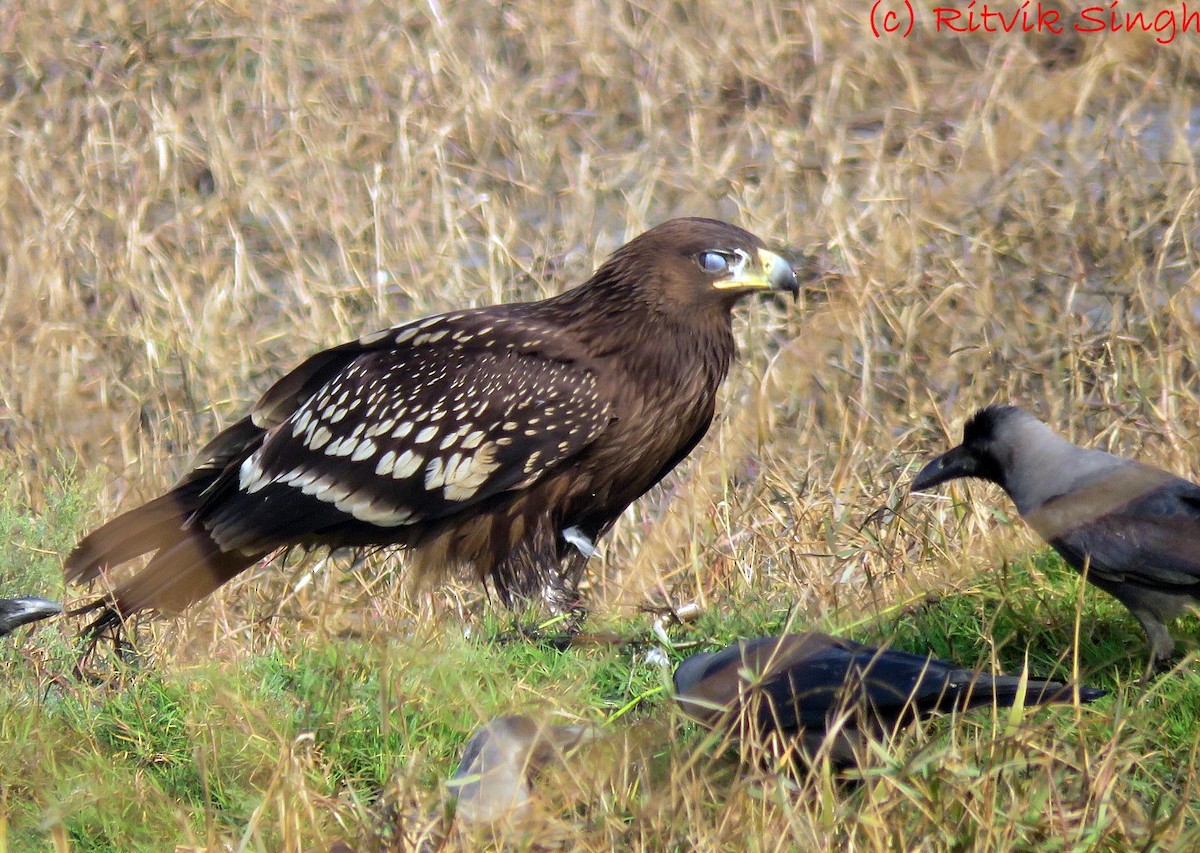 Greater Spotted Eagle - Ritvik Singh