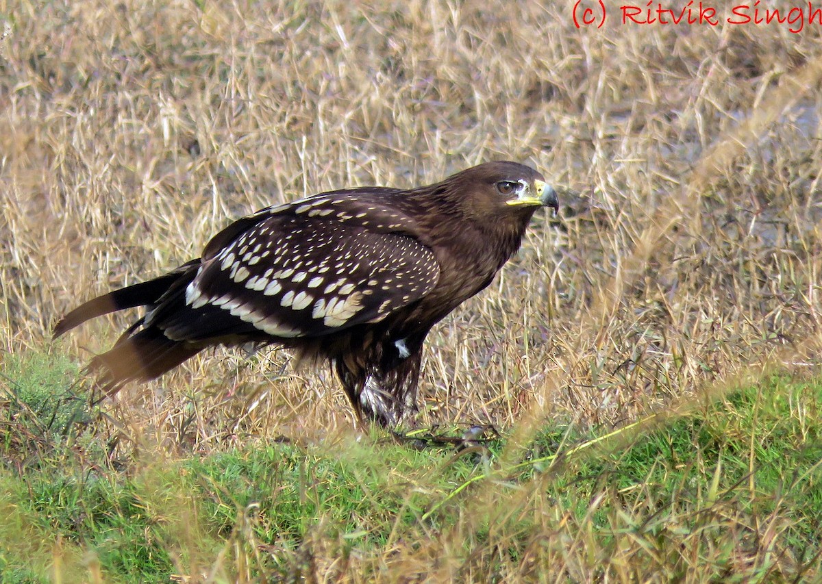 Greater Spotted Eagle - Ritvik Singh