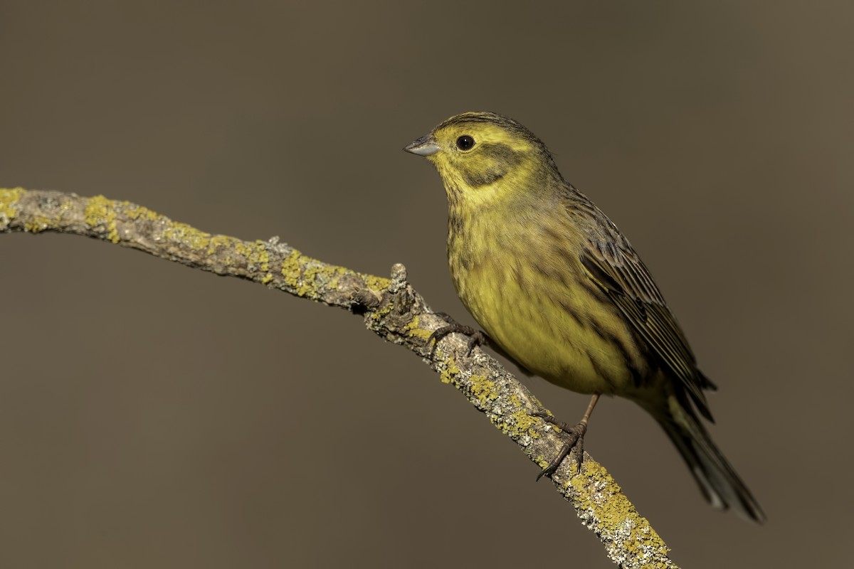 Yellowhammer - ML294072131