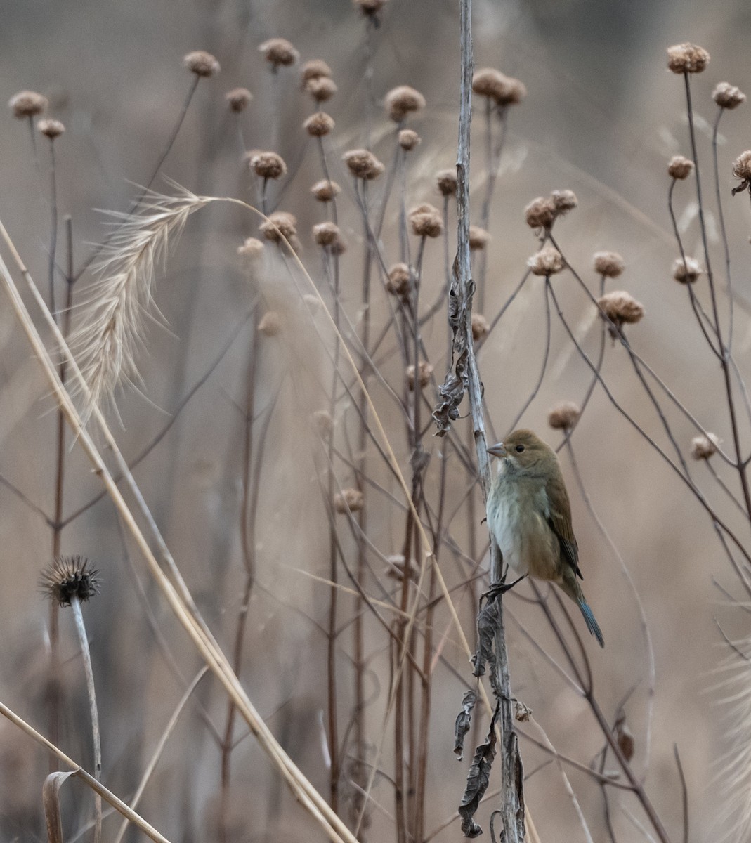 Passerin indigo - ML294072271