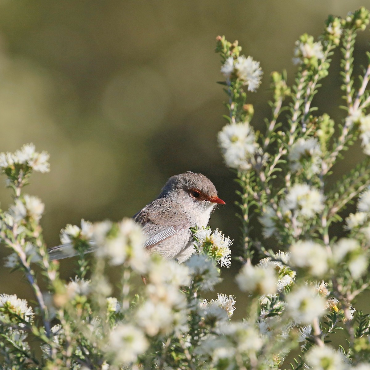 Superb Fairywren - ML294072981