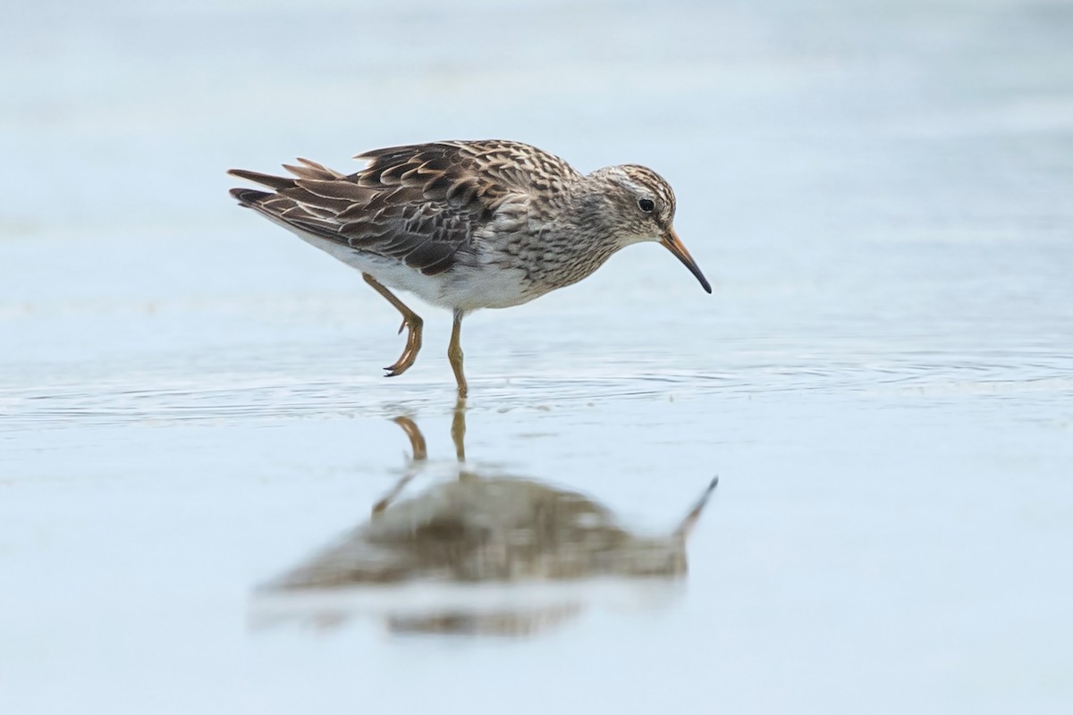 Pectoral Sandpiper - David Irving