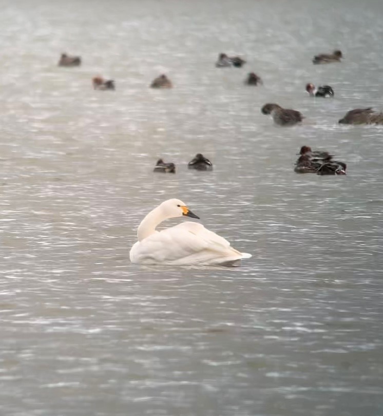 Tundra Swan (Bewick's) - Anthony  Bentley