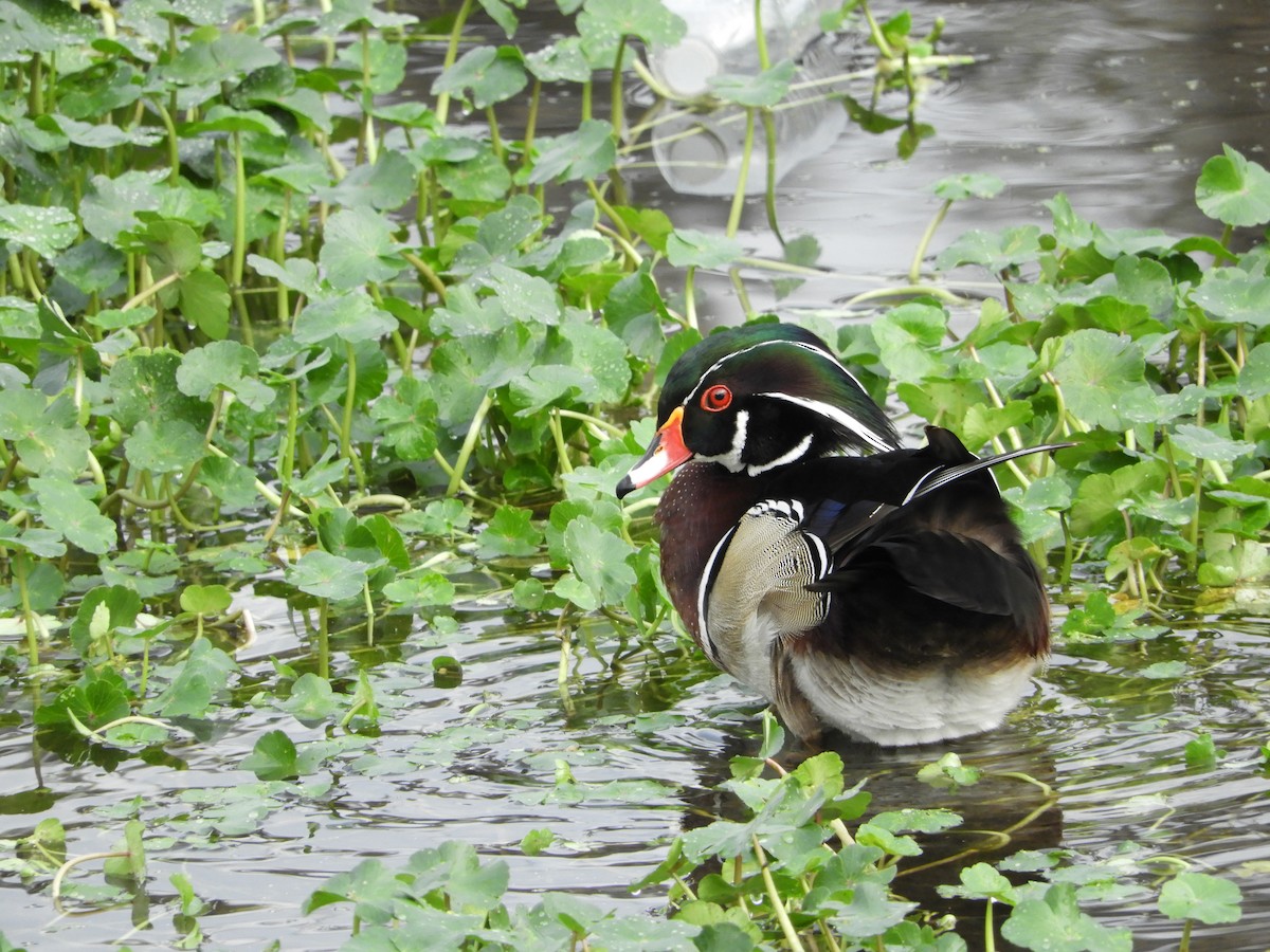 Wood Duck - Cheri & Rich Phillips