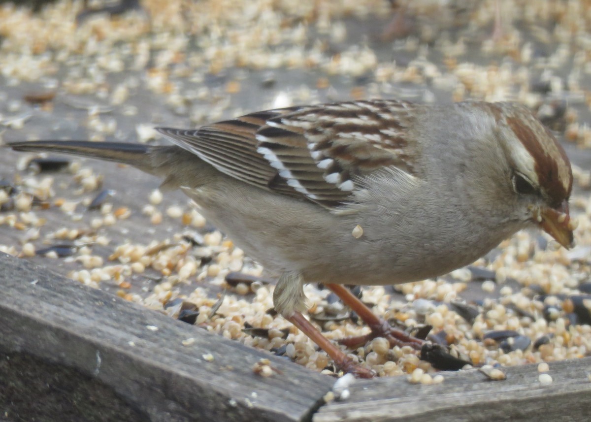 White-crowned Sparrow - ML294078541