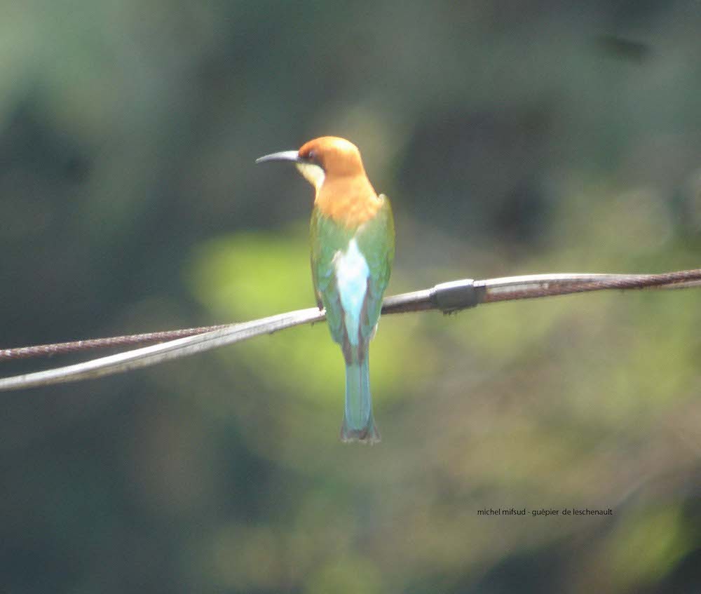 Chestnut-headed Bee-eater - ML294079391