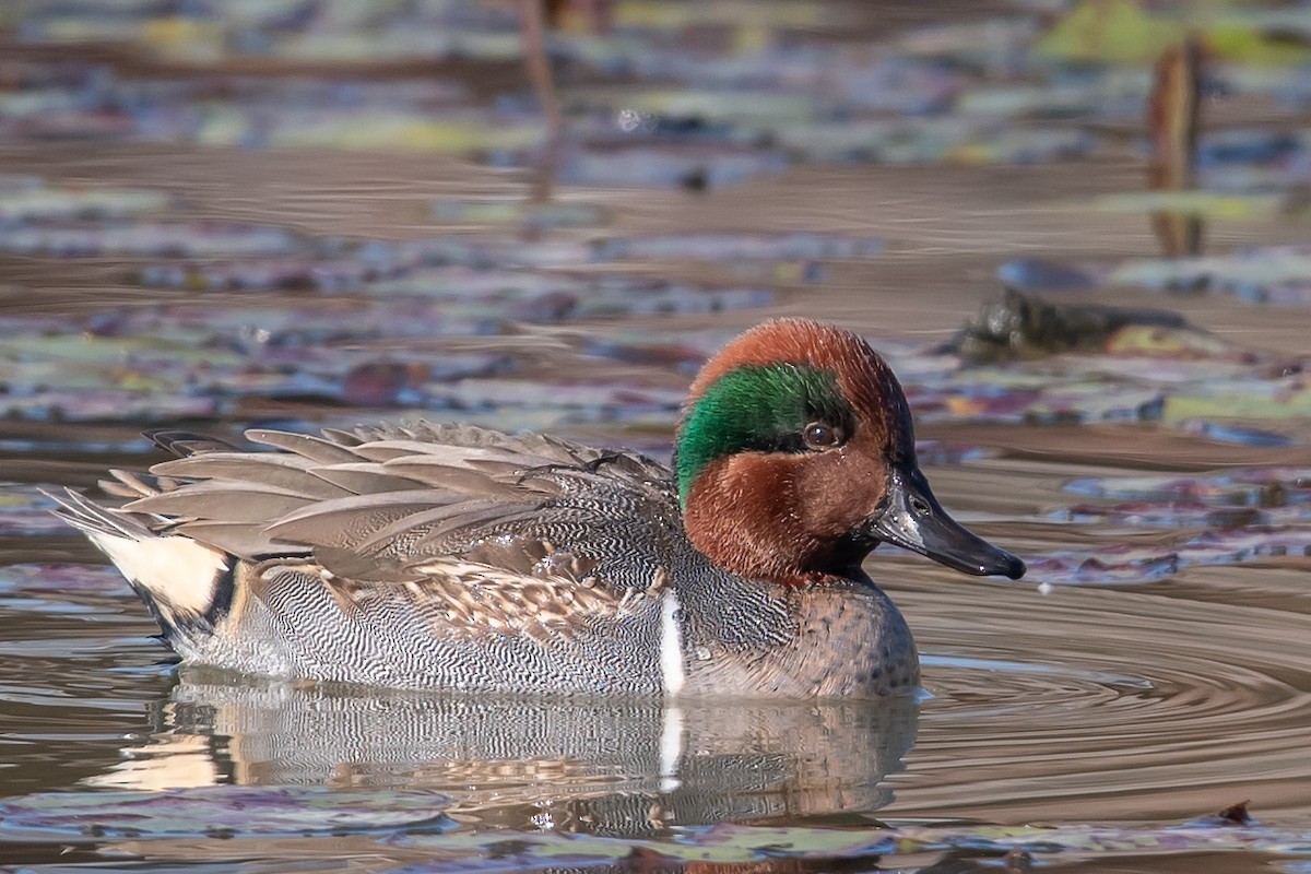 Green-winged Teal - Mike Stewart