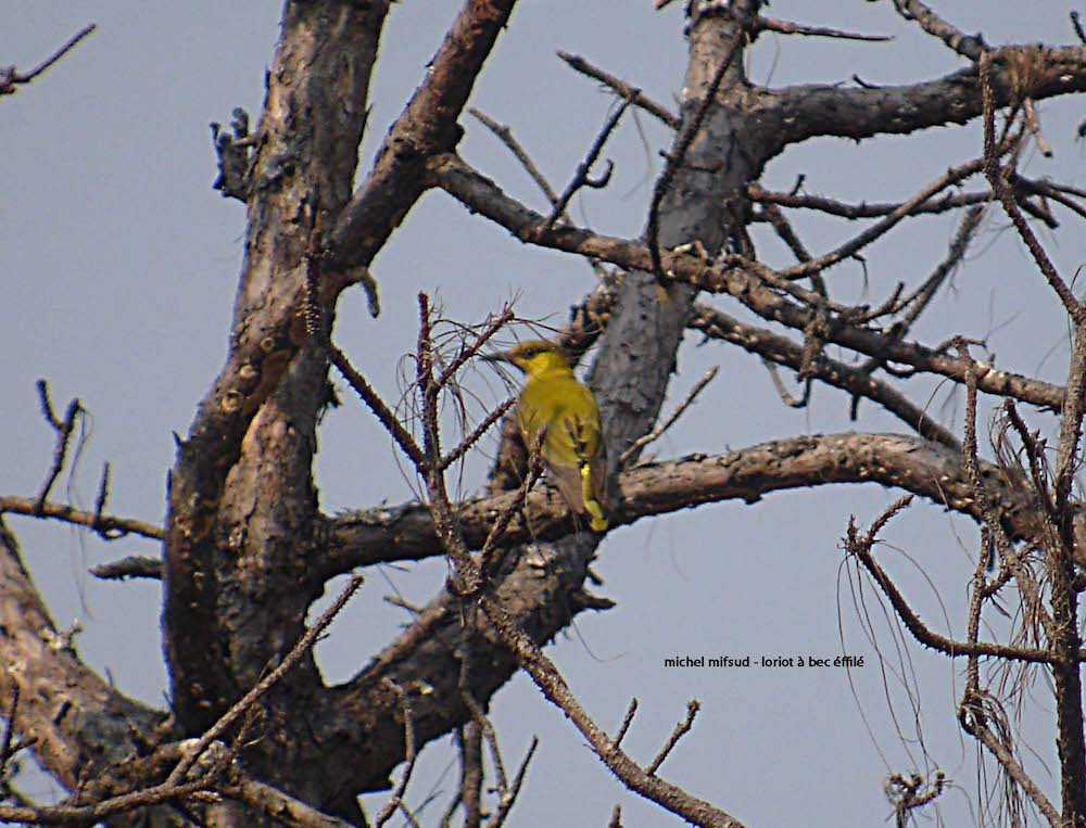 Slender-billed Oriole - ML294079581