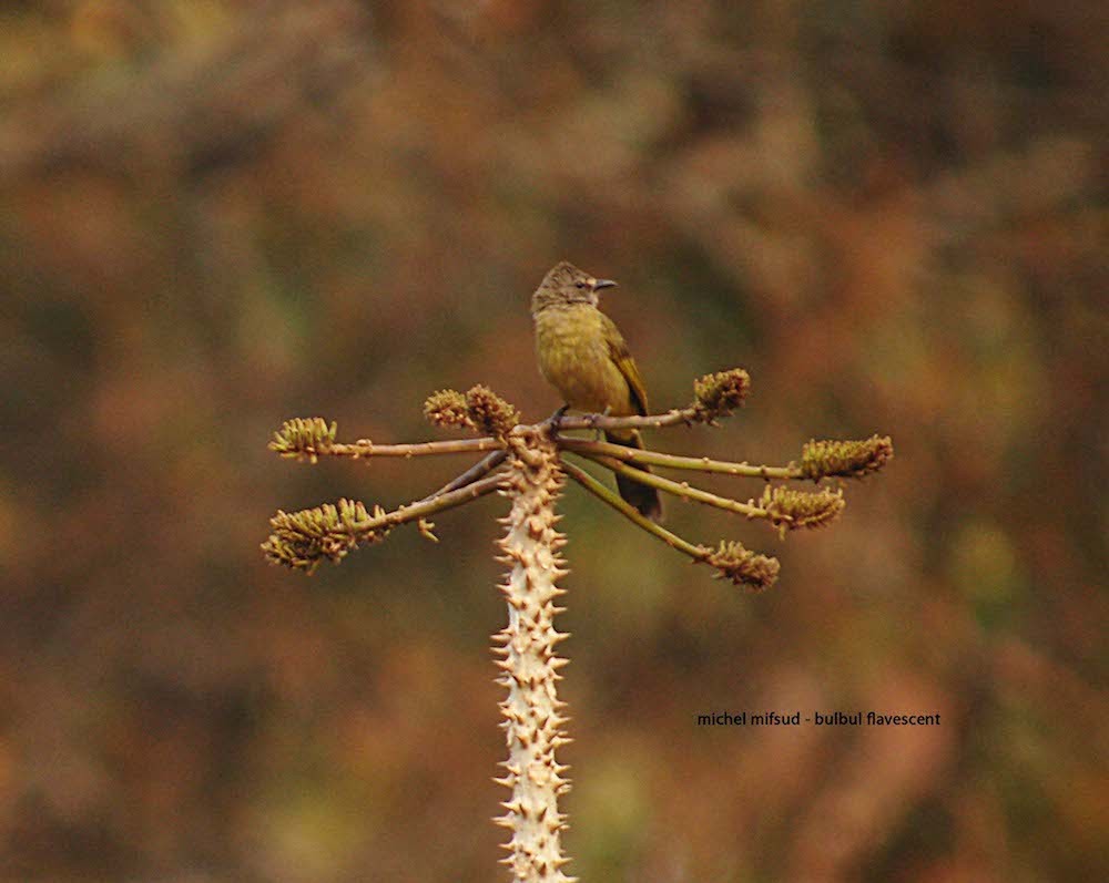 Flavescent Bulbul - Michel Mifsud