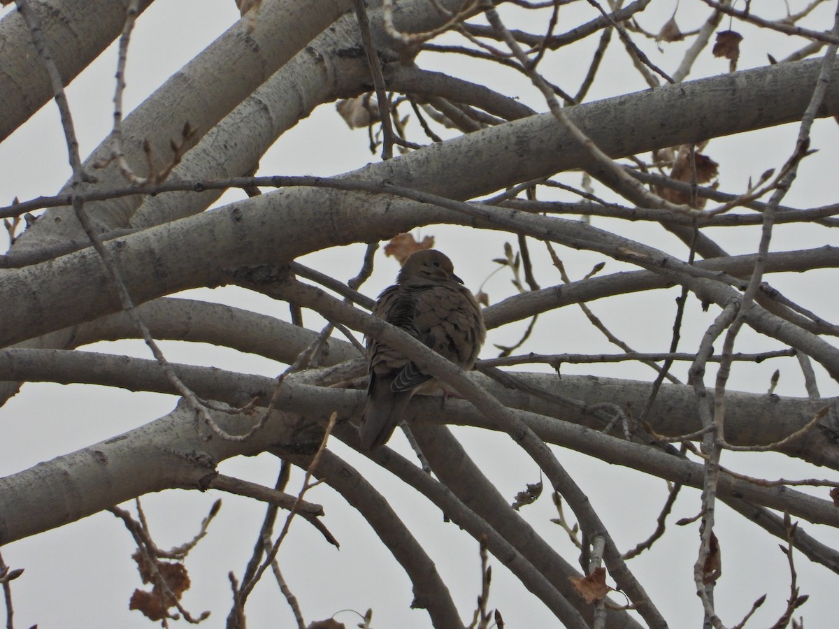 Eurasian Collared-Dove - ML294080141