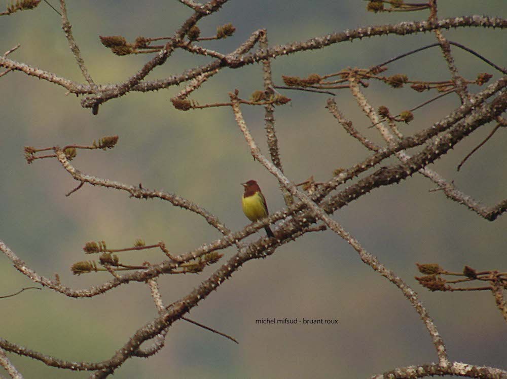 Chestnut Bunting - Michel Mifsud