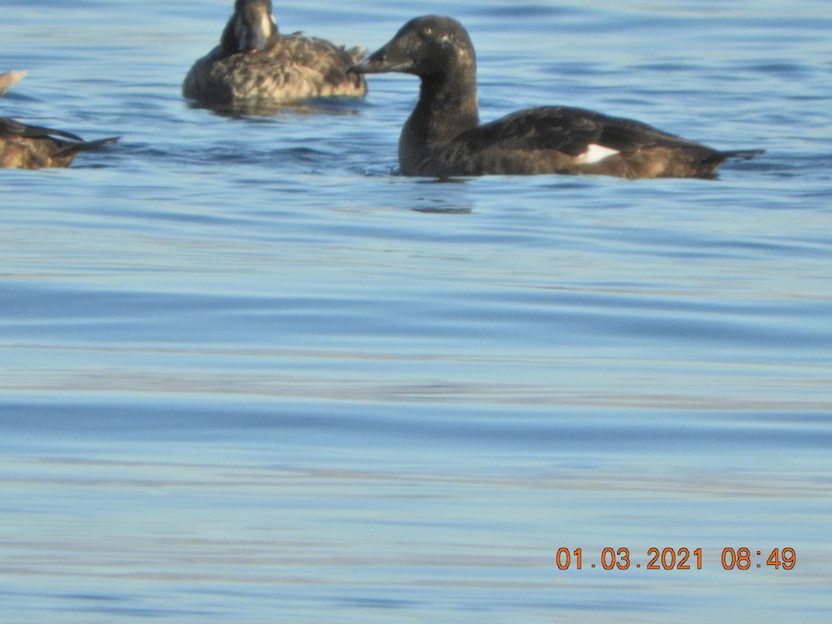 White-winged Scoter - Charles  Ritter