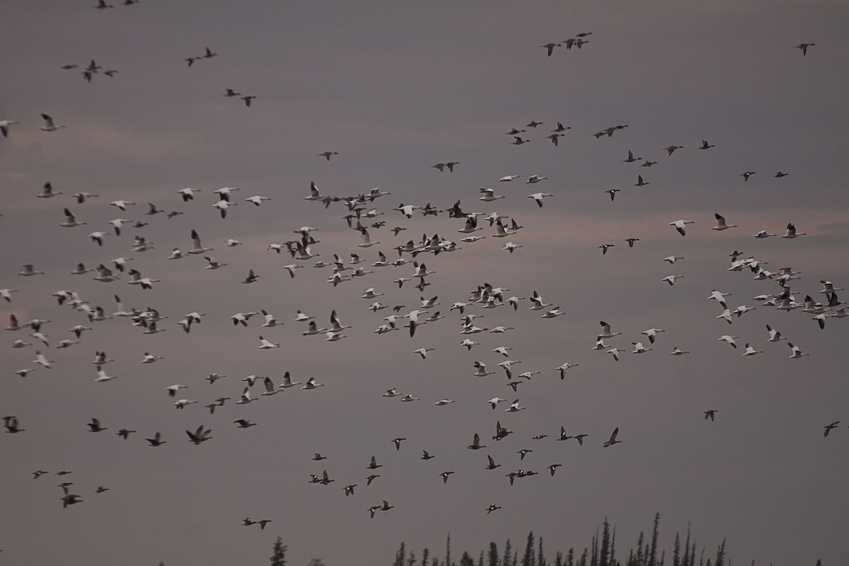 Snow Goose - ML29408261