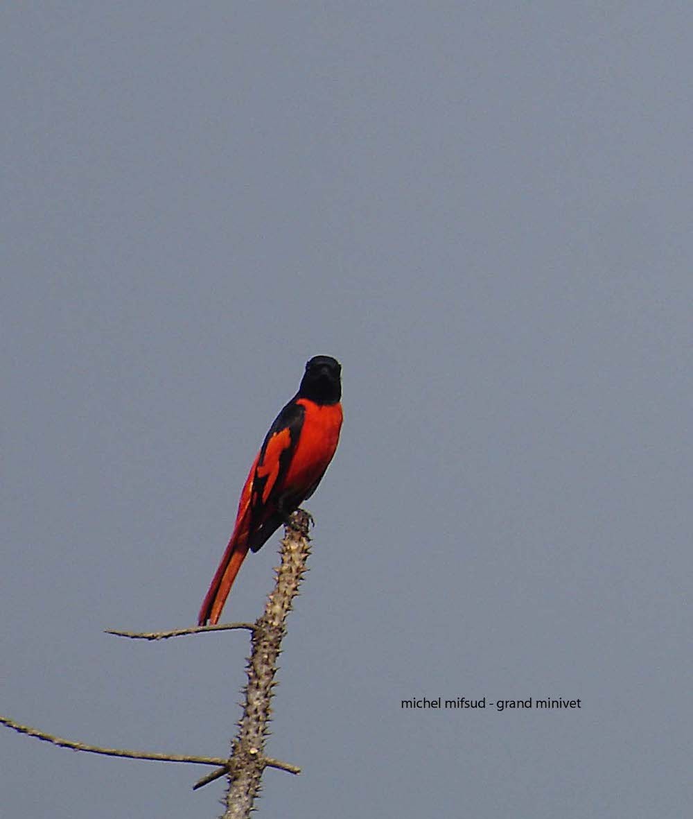 Scarlet Minivet - Michel Mifsud