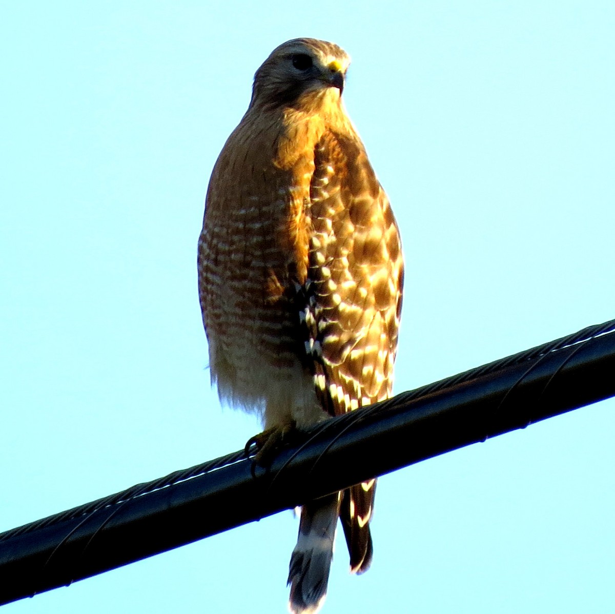 Red-shouldered Hawk - Deidre Dawson