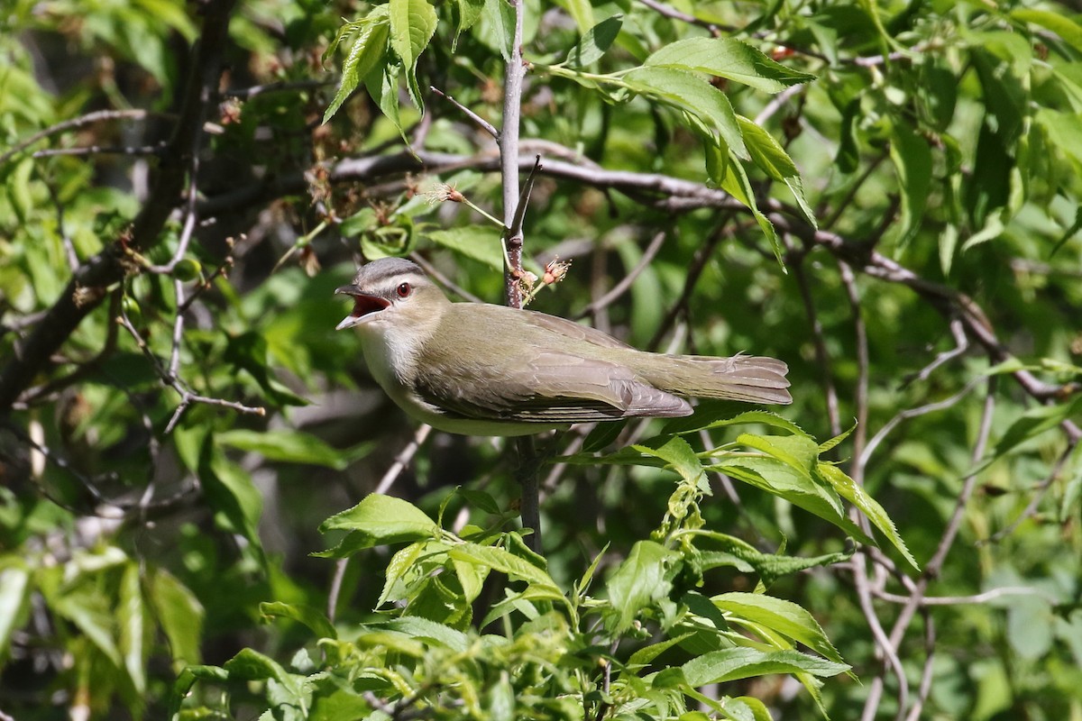 Red-eyed Vireo - ML29408631