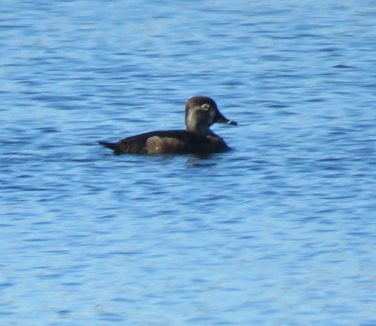 Ring-necked Duck - ML294086451