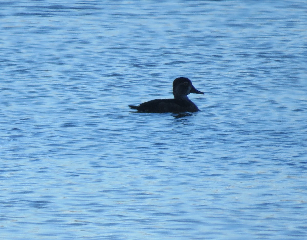 Ring-necked Duck - ML294086471