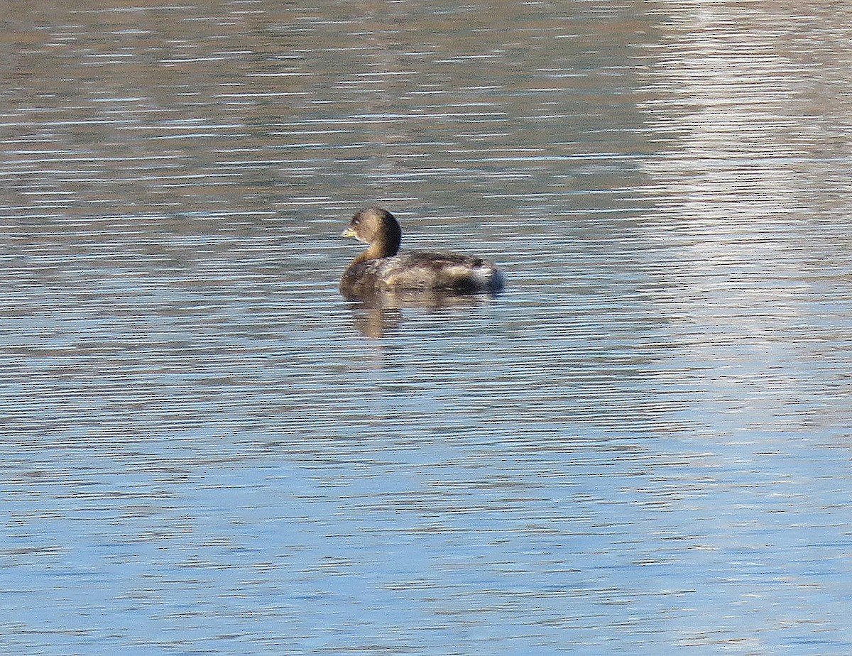 Pied-billed Grebe - ML294086541