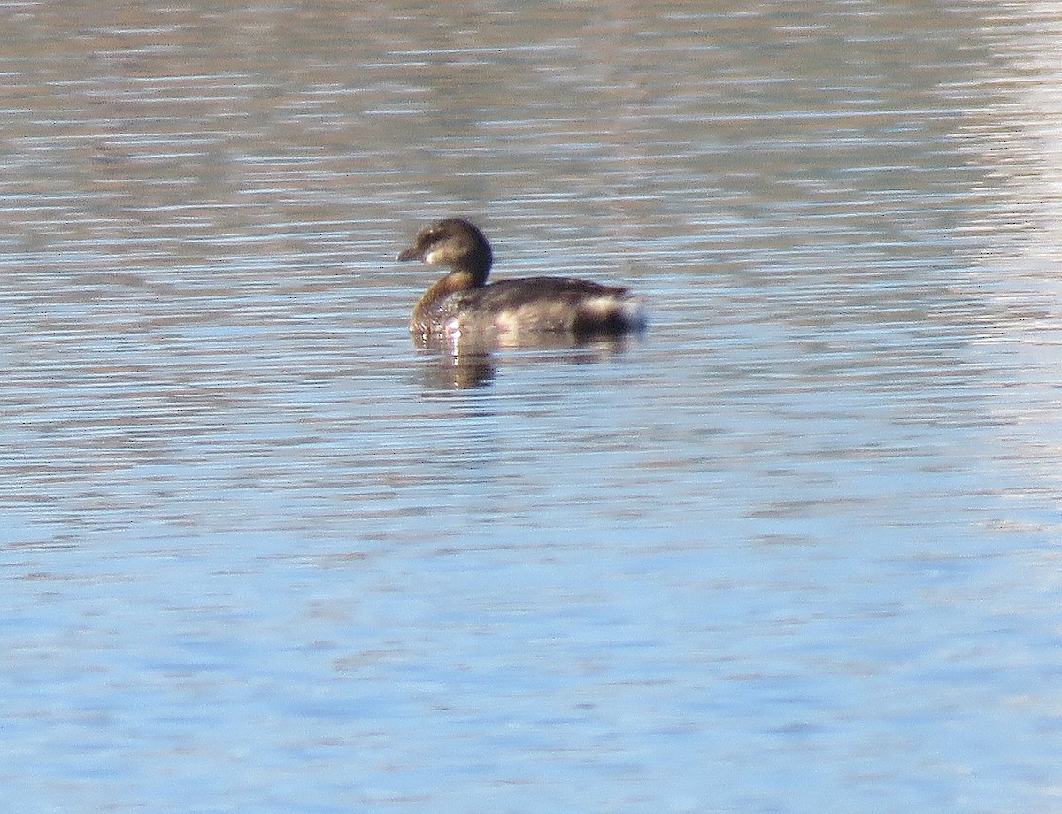 Pied-billed Grebe - ML294086561