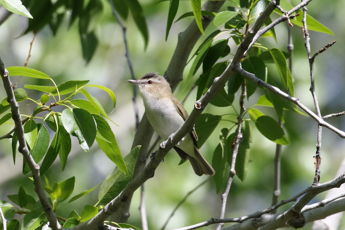 Red-eyed Vireo - ML29408661