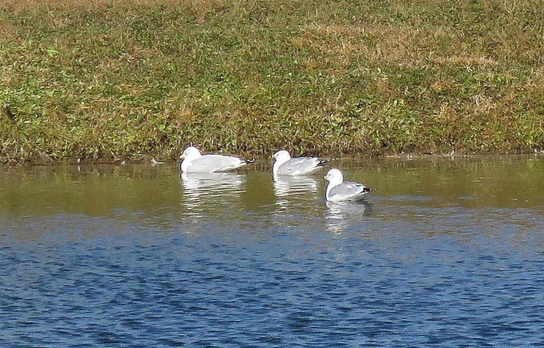 Ring-billed Gull - Debbie Cusick