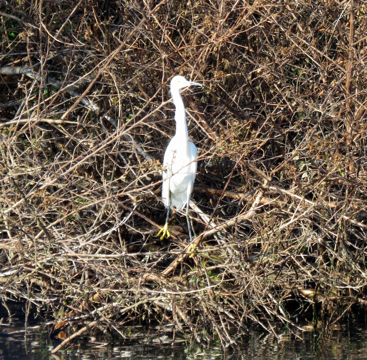 Snowy Egret - ML294086711