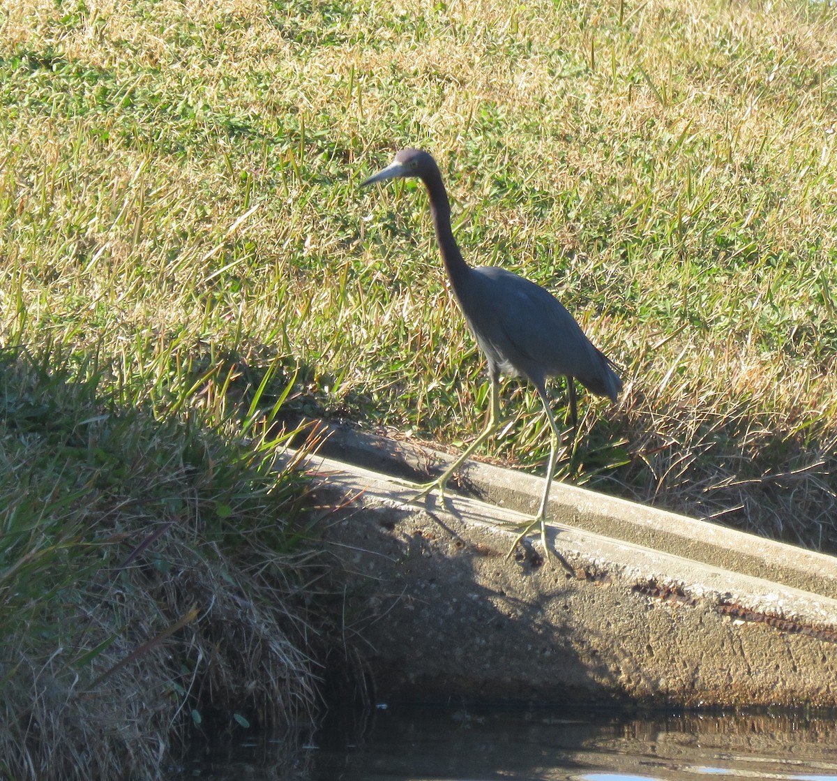 Little Blue Heron - ML294086811