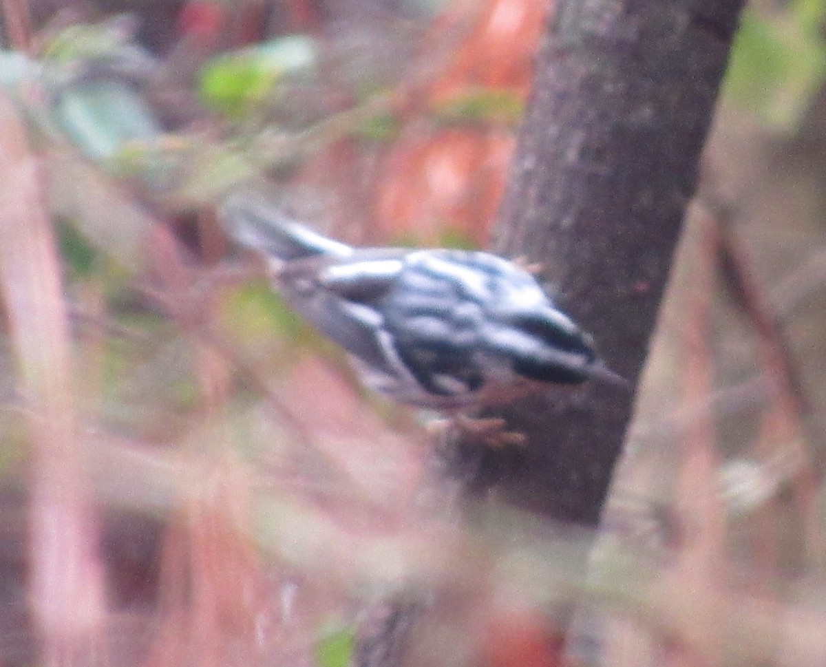 Black-and-white Warbler - Brian Bockhahn