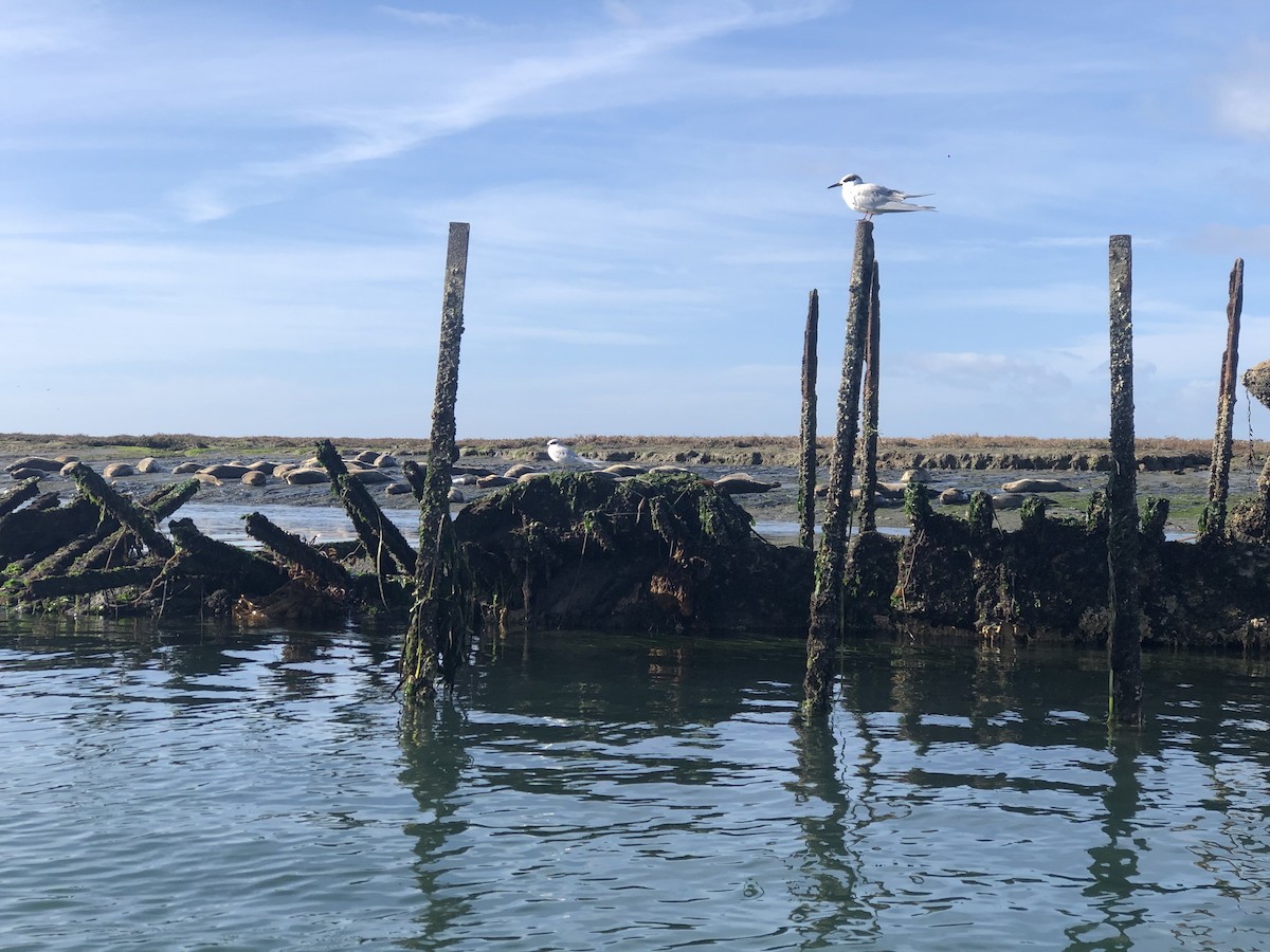 Forster's Tern - Anonymous