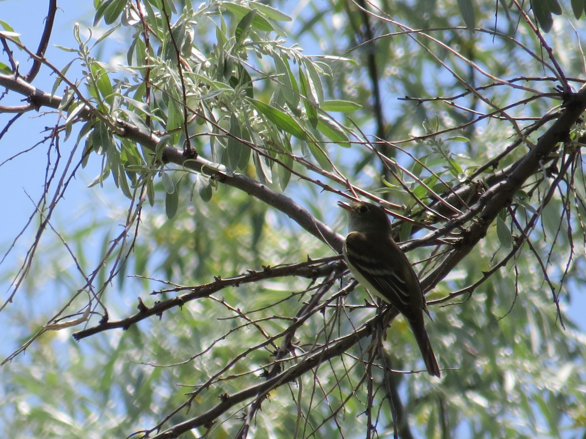 Alder Flycatcher - ML29408971