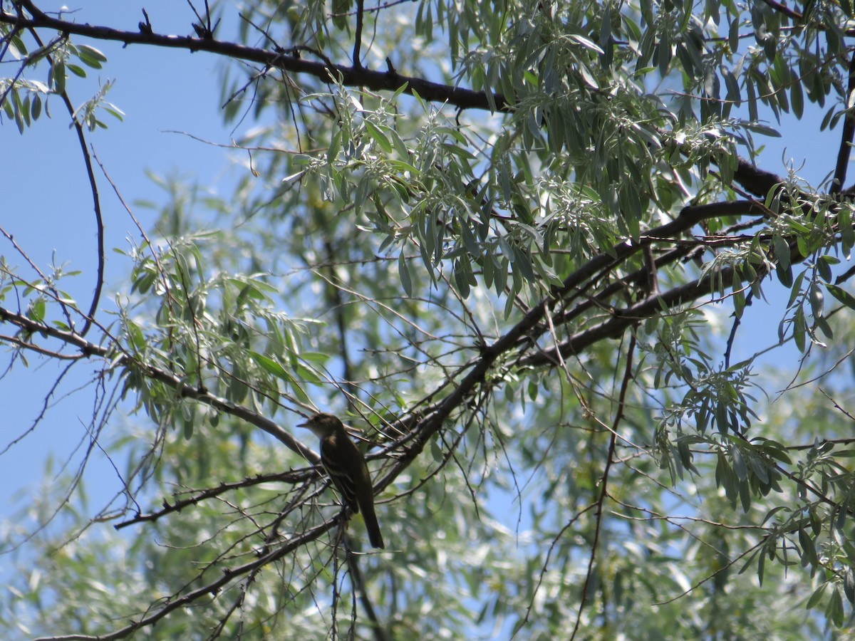 Alder Flycatcher - ML29408981