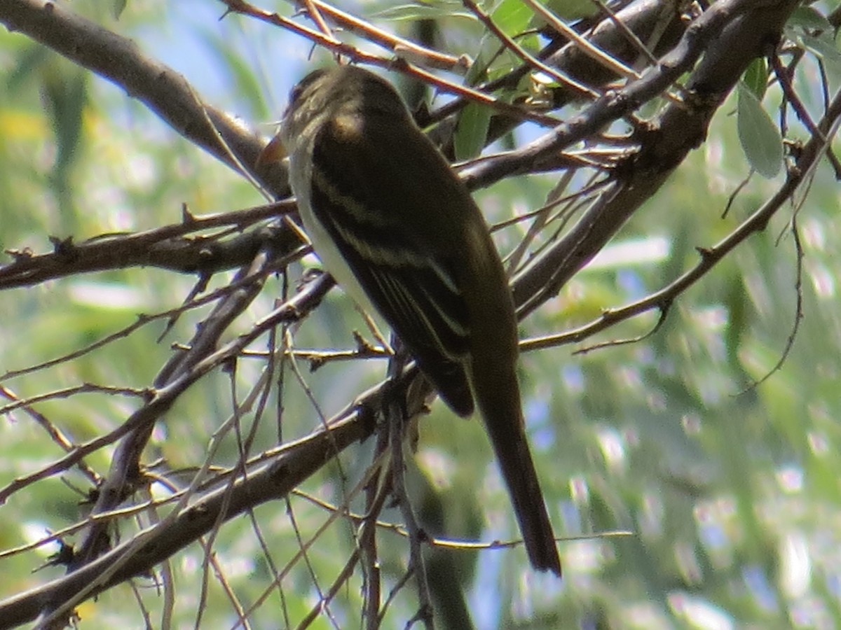 Alder Flycatcher - Dean Shoup