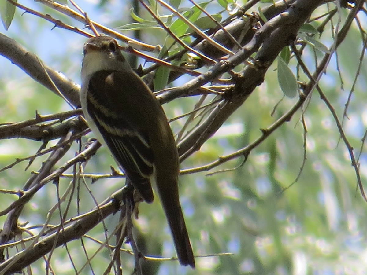 Alder Flycatcher - ML29409001