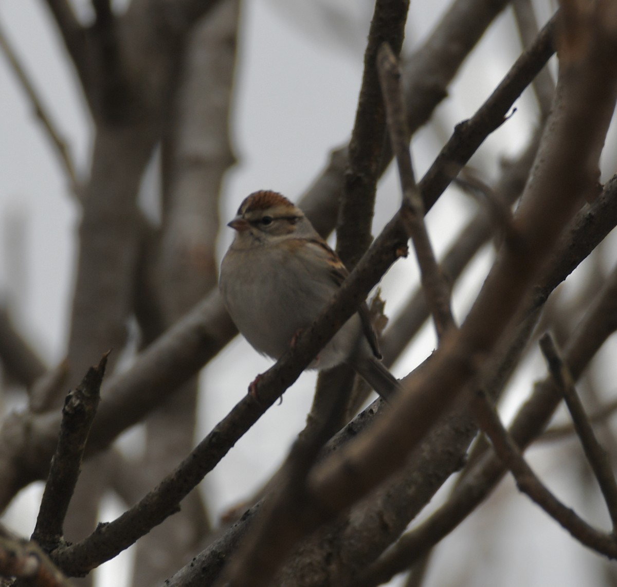 Chipping Sparrow - ML294090171