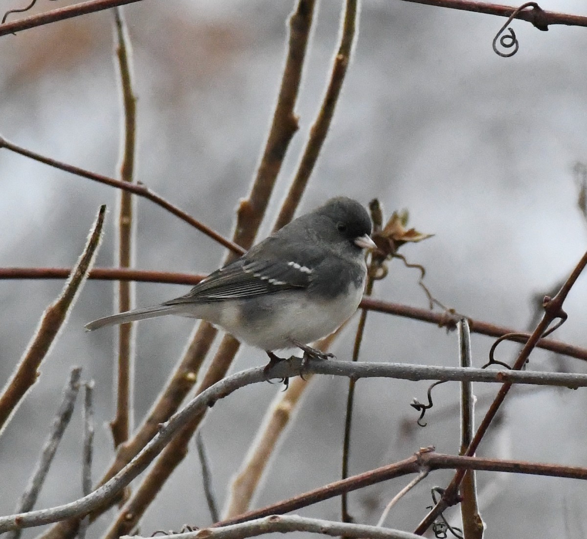 Dark-eyed Junco (Slate-colored) - ML294090321