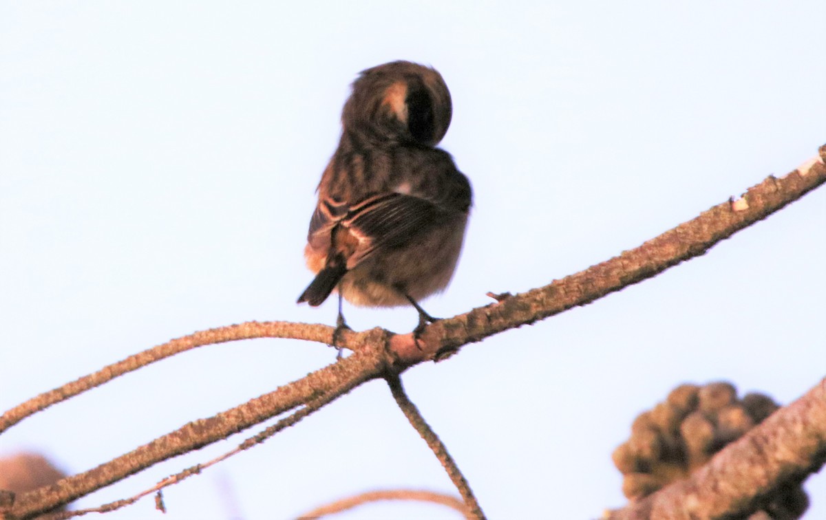 European Stonechat - ML294090601
