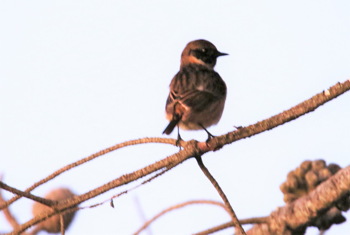 European Stonechat - ML294090621