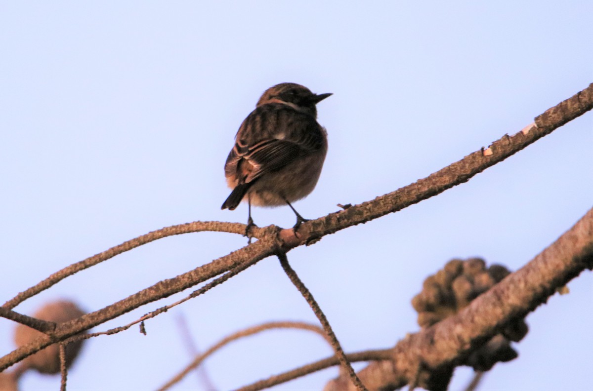 European Stonechat - ML294090641