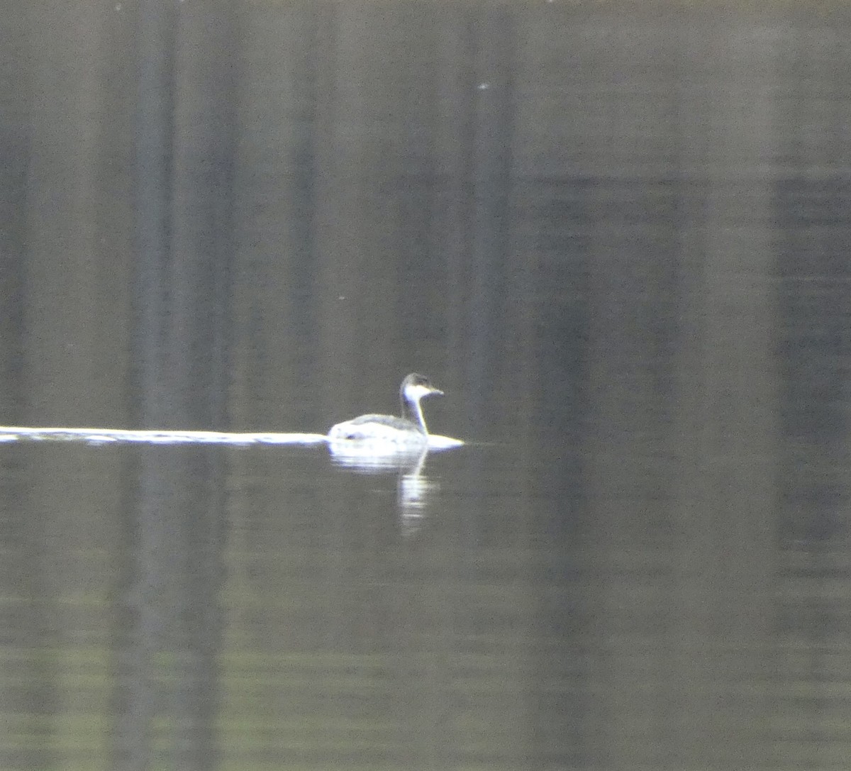 Horned Grebe - ML294091141