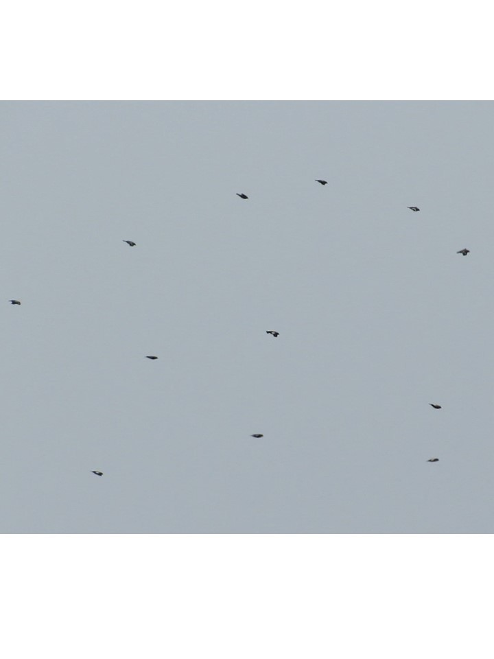 Evening Grosbeak - ML294092361