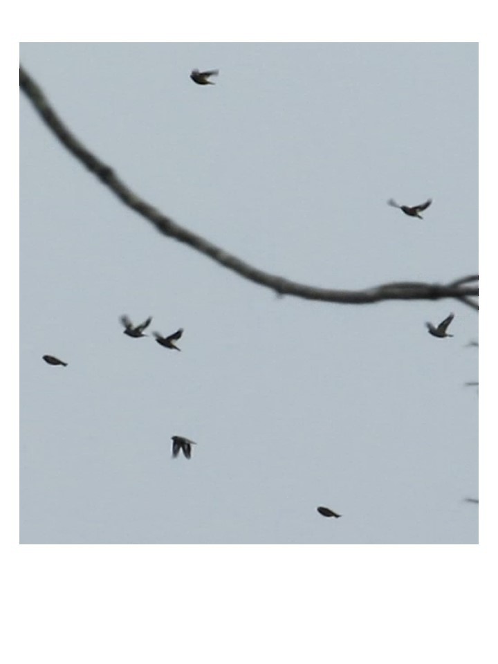 Evening Grosbeak - Brian Bockhahn