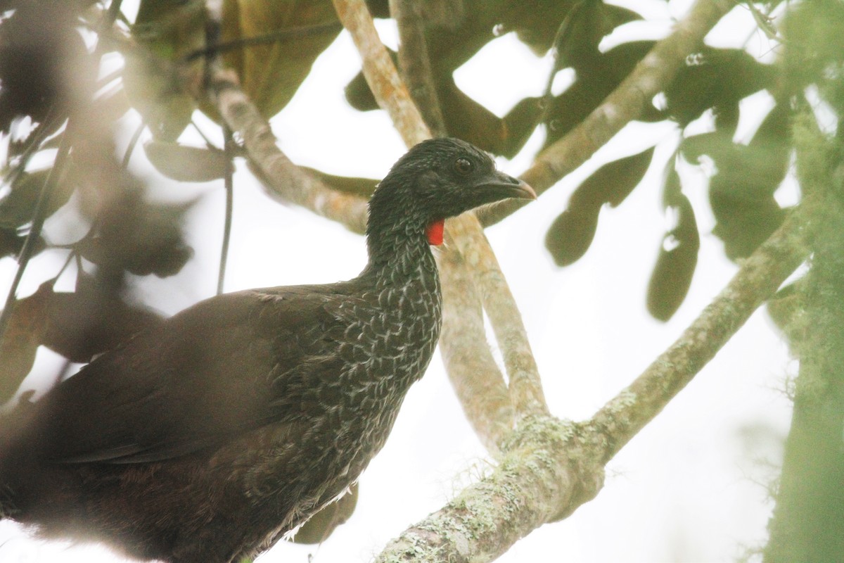 Andean Guan - John Kvarnback