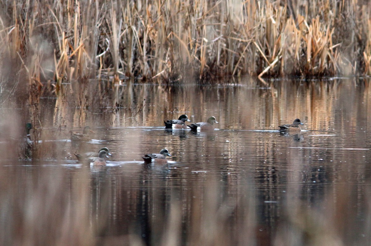 American Wigeon - Beth Poole