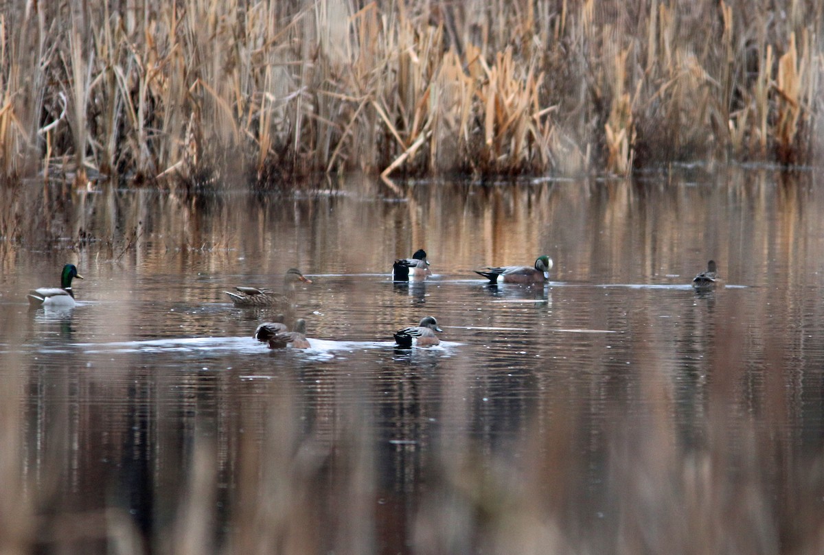 American Wigeon - ML294092831