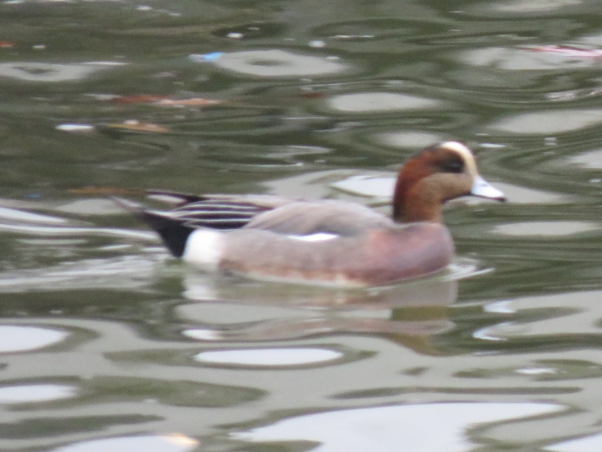 Hybride Canard siffleur x C. d'Amérique - ML294093741