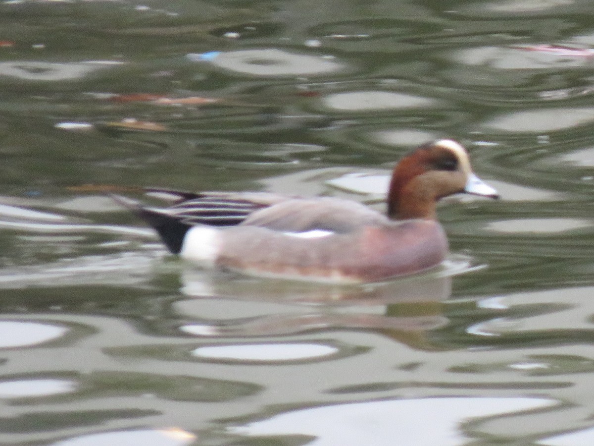 Eurasian x American Wigeon (hybrid) - Tom Preston